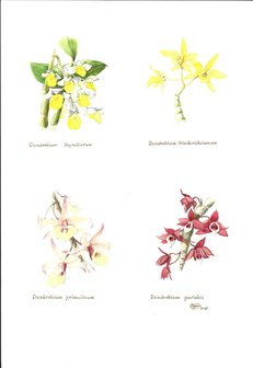 4 Dendrobiums