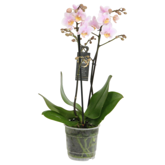 Amaglad (Phalaenopsis Amaglad)
