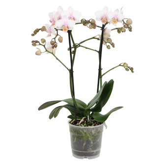 Amaglad Soft (Phalaenopsis Amaglad Soft)