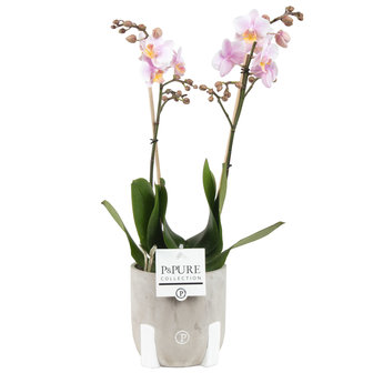 Phalaenopsis 2 tak roze in pot jade (pc0404)