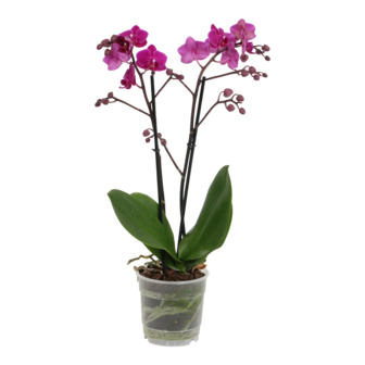 Cosy Candy (Phalaenopsis Cosy Candy)