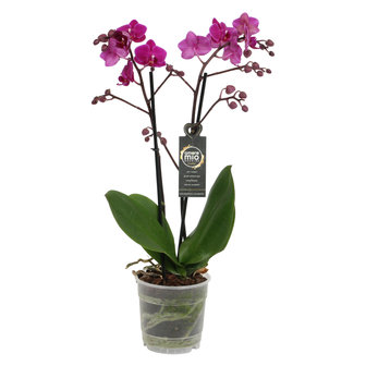 Cosy Candy (Phalaenopsis Cosy Candy)