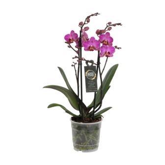 Perceval (Phalaenopsis Perceval)