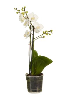 Kwartet Phalaenopsis multiflora (Duo Phalaenopsis multiflora)