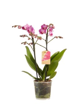 Phalaenopsis multiflora gemengd (Phalaenopsis multiflora gemengde kleuren)