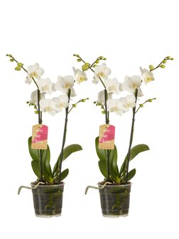 Phalaenopsis multiflora (Phalaenopsis multiflora white)
