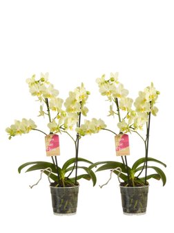 Phalaenopsis multiflora (Phalaenopsis multiflora yellow)