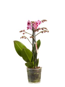 Phalaenopsis multiflora (Phalaenopsis multiflora Purple)