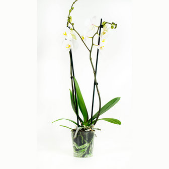Phalaenopsis Springtime (PHSU02G02A)