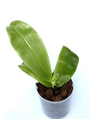 Phalaenopsis violacea var Malaysia x mentawaiensis