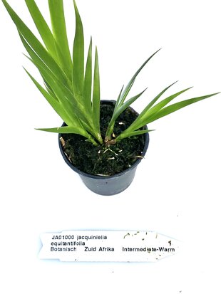 Jacquiniella equitantifolia