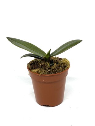 Phalaenopsis pulcherrinna alba x deliciosa