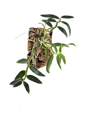 Dendrobium catenatum