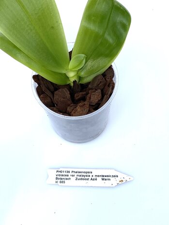 Phalaenopsis violacea var Malaysia x mentawaiensis