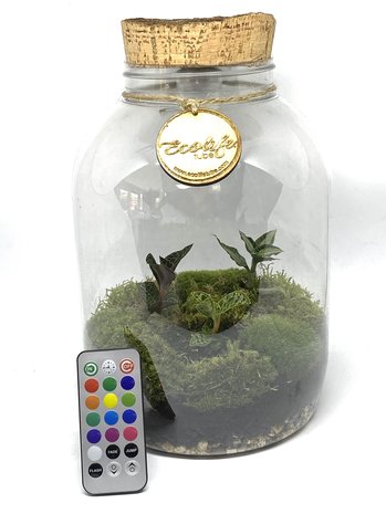Ecolife tube with 3 jewel orchids