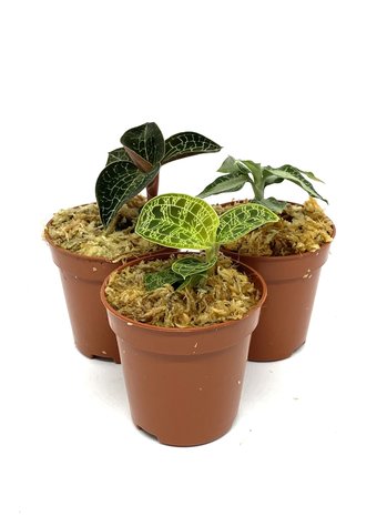 Ecolife tube with 3 jewel orchids