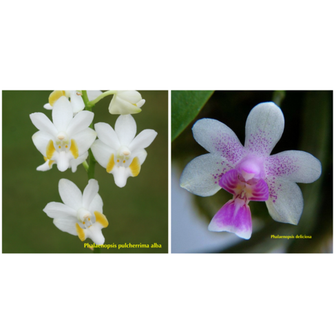 Phalaenopsis pulcherrinna alba x deliciosa