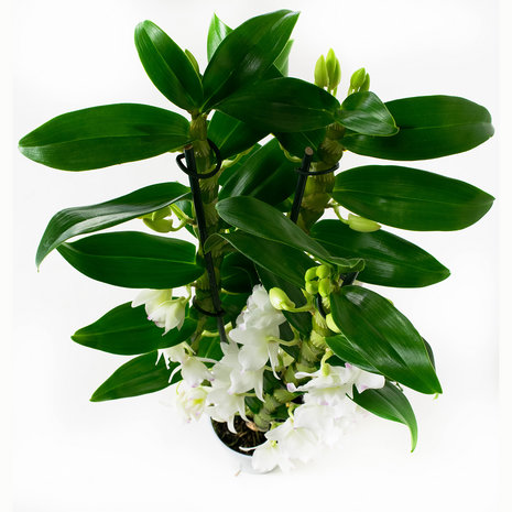 Dendrobium Nobile Apollon 3T (DNAP03B0I2)