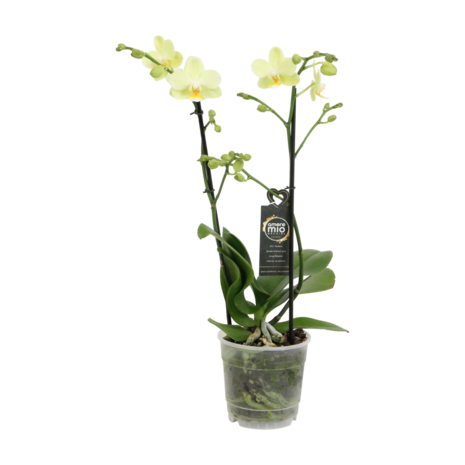 Green Pixie (Phalaenopsis Green Pixie)