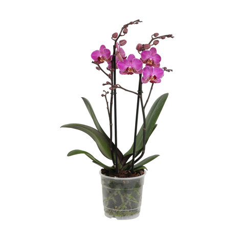 Perceval (Phalaenopsis Perceval)