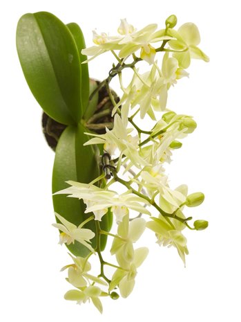 Phalaenopsis multiflora (Phalaenopsis multiflora yellow)