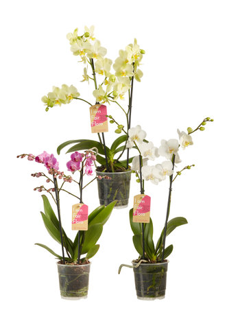 Phalaenopsis multiflora gemengd (Phalaenopsis multiflora gemengde kleuren)