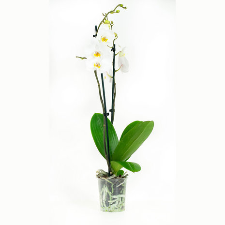 Phalaenopsis Springtime (PHSU02G02A)
