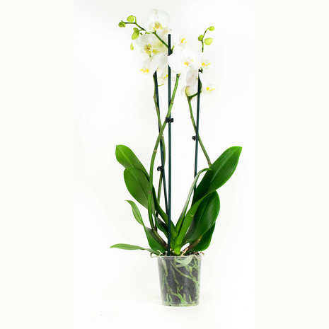 Phalaenopsis Wit (PH3803G02B)