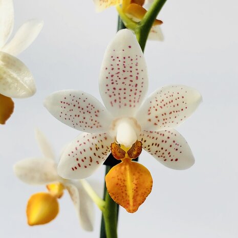 Phalaenopsis mini mark