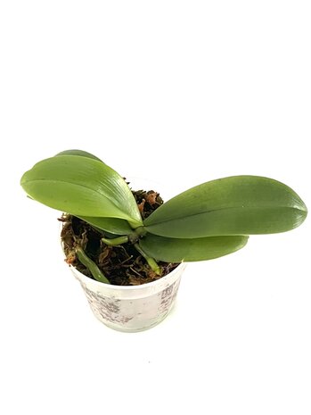 Phalaenopsis mannii india