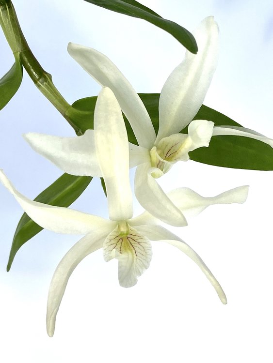 1 blühfähige Orchidee der Sorte Promeneae Hybride 12cm Ampel