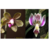 Phalaenopsis stobartiana x finleyi