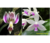 Phalaenopsis finleyi x fimbriata