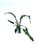 Polystachia maculata