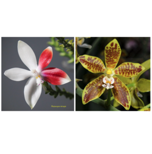 Phalaenopsis tetraspis x virides