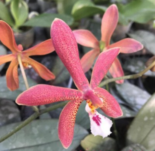 Phalaenopsis mannii x schilleriana = Bronze Maiden