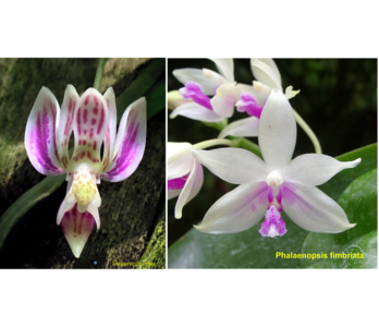 Phalaenopsis finleyi x fimbriata