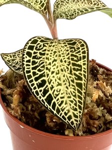 Anoectochilus roxburghii Gold Bar "jewel orchid"