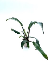 Polystachia maculata