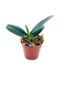 Phalaenopsis (sedirea) japonica