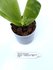 Phalaenopsis violacea var Malaysia x mentawaiensis_