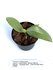 Phalaenopsis mannii x schilleriana = Bronze Maiden_