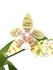 Phalaenopsis hieroglyphica_