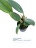 Bulbophyllum echinolabium_