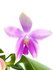Phalaenopsis tetraspis C1 x bellina KS_