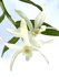 Dendrobium moniliforme x unicum_