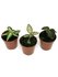 Green jewel orchid  trio + free Macodes petola_