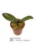 Phalaenopsis chibae_