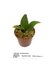 Phalaenopsis taenialis_