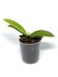 Phalaenopsis mannii x mannii black_